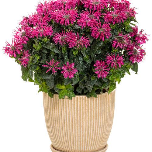 Bee Balm, PW® Leading Lady Razzberry Bee Balm