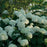 Hydrangea arborescens 'Abetwo'  - Proven Winners® Incrediball® Smooth Hydrangea