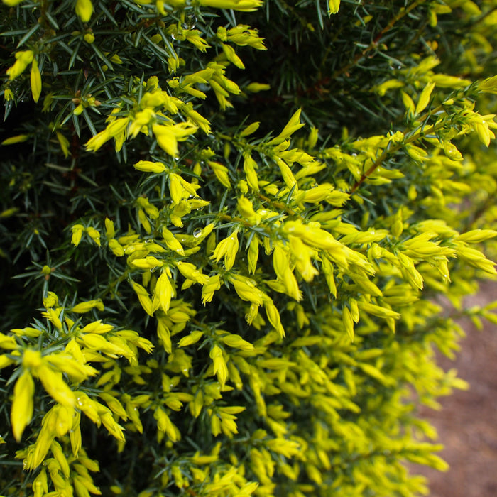 Juniperus communis 'Gold Cone'  - Gold Cone Juniper