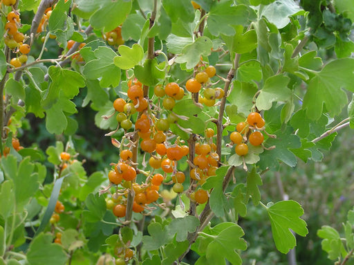 Currant, Sunny Bouquet Golden Currant, 3 gal