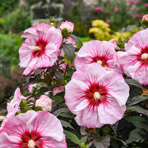 Hibiscus 'Cherry Choco Latte'  - Summerific® Cherry Choco Latte Hibiscus
