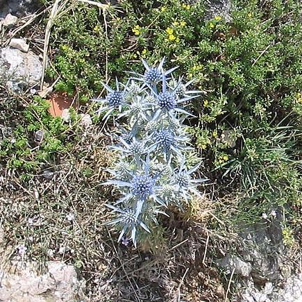 Eryngium planum 'Blue Hobbit'  - Blue Hobbit Sea Holly