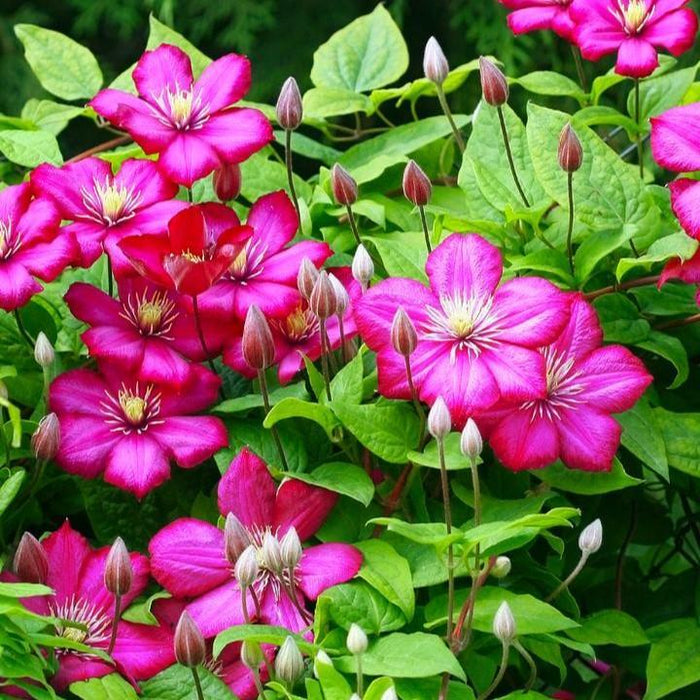 Clematis 'Rouge Cardinal'  - Rouge Cardinal Clematis