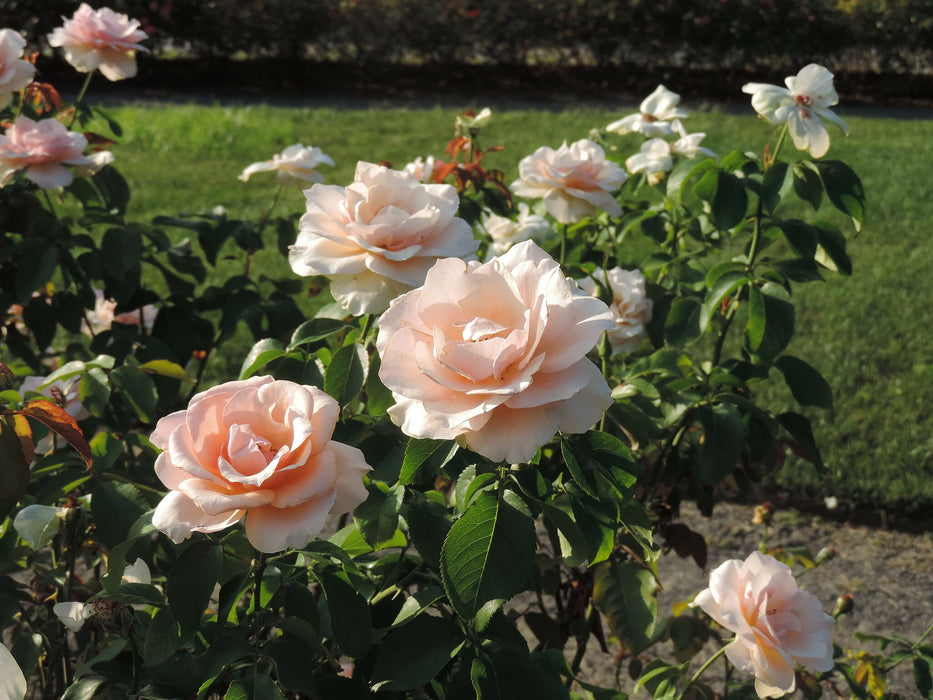 Rose, Mother of Pearl Grandiflora Rose