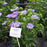 Aster, Mel's Blue Stokes' Aster