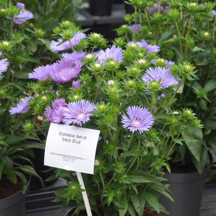 Aster, Mel's Blue Stokes' Aster