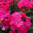 Phlox, Volcano Lipstick Phlox
