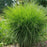 Grass, Maiden Grass