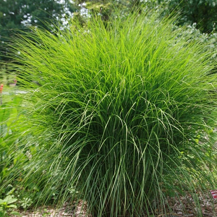 Grass, Maiden Grass