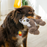 KONG Scampers Lemur, Medium Dog Toy