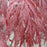 Maple, Tamukeyama Japanese Maple