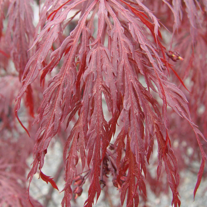 Maple, Tamukeyama Japanese Maple