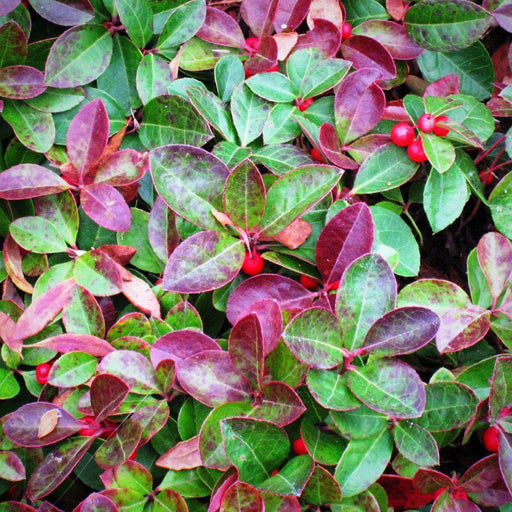 Gaultheria procumbens  - Creeping Wintergreens, Eastern Tea Berry