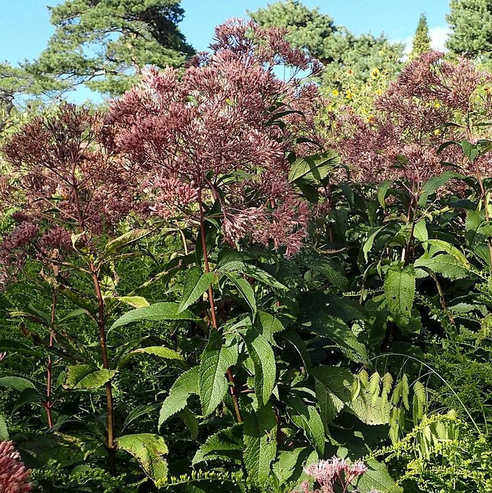 Eutrochium maculatum 'Gateway'  - Gateway Joe Pye Weed