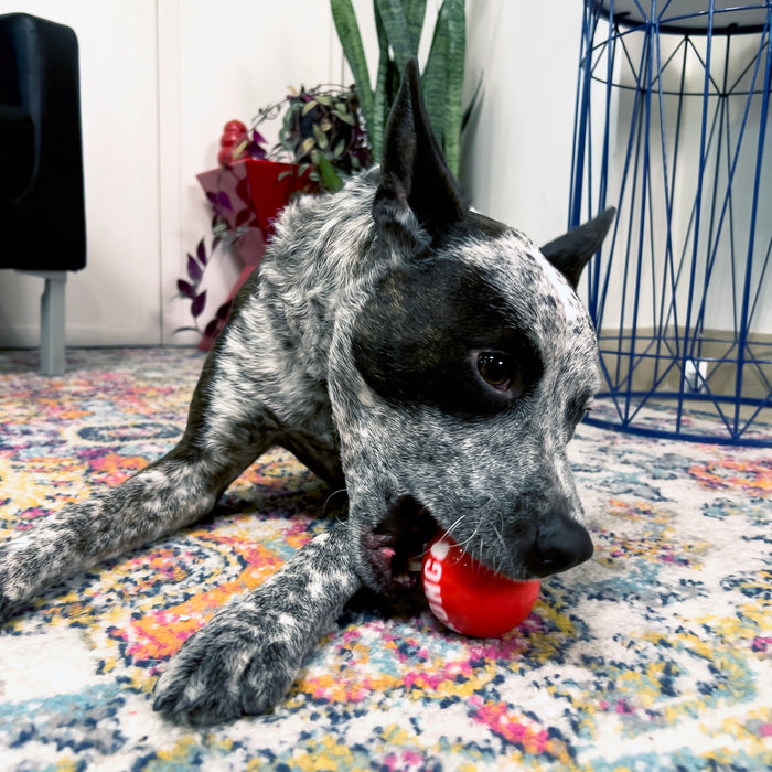 KONG Signature Ball, Medium Dog Toy, 4pk