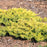 Juniper, Golden Pacific Juniper