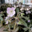 Geranium maculatum 'Espresso'  - Espresso Wild Cranesbill