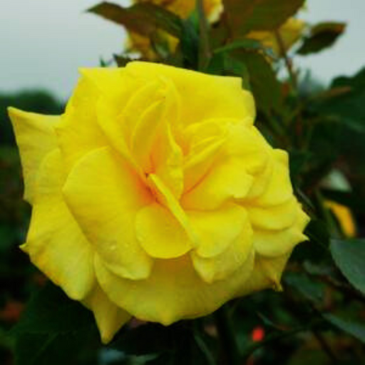 Rose, Sunsprite Floribunda Rose