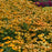 Echinacea 'PAS1303304'  - Artisan™ Yellow Ombre Coneflower