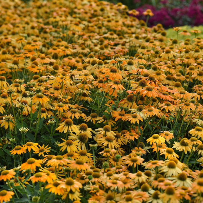 Echinacea 'PAS1303304'  - Artisan™ Yellow Ombre Coneflower