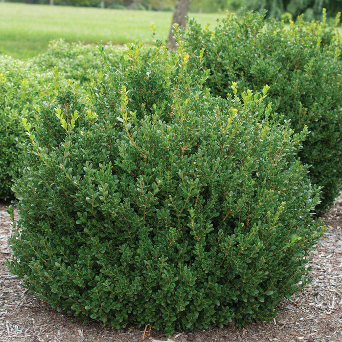 Boxwood, Little Missy Boxwood
