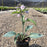 Hosta 'Halcyon'  - Halcyon Hosta