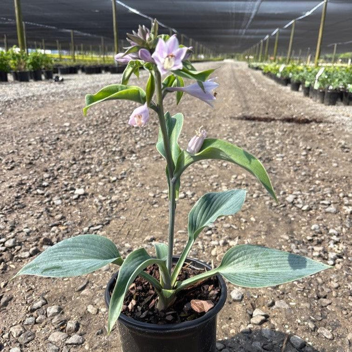 Hosta 'Halcyon'  - Halcyon Hosta