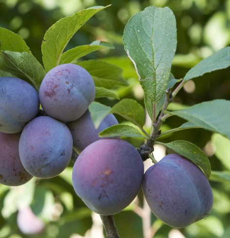 Plum, Italian (Prunus domestica Italian), 7 gal