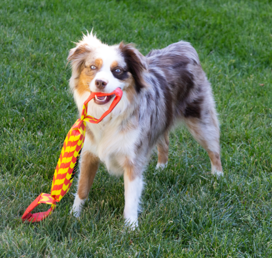 KONG MAXX Tug, Large Dog Toy