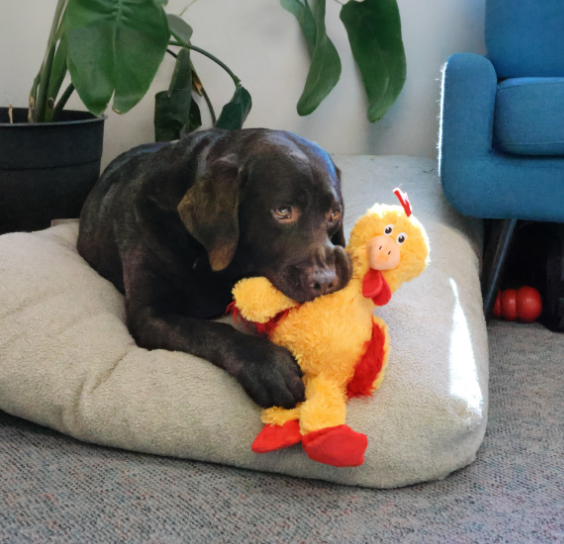 KONG Knots Chicken Dog Toy