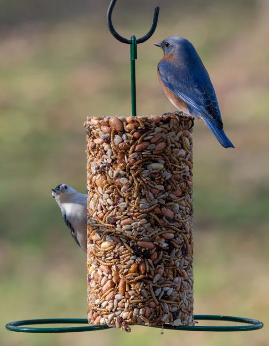 Mr. Bird Cylinder Feeder