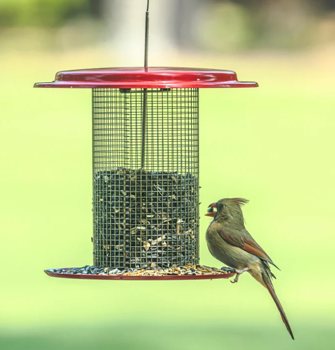 Sunflower Seed Bird Feeder in Red