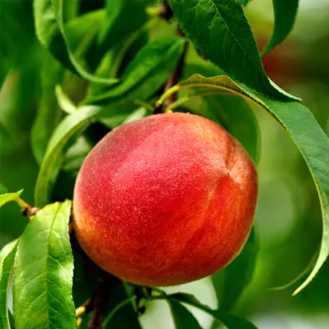 Peach, Glowingstar, 7 gal (4-5 ft)