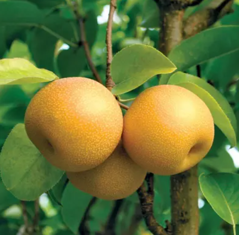 Pear, Hosui - Asian Pear, 7 gal (5-6 ft)