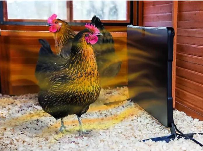 2-in-1 Chicken Coop Heater and Brooder