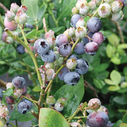 Blueberry, Peach Sorbet Lowbush (Vaccinium X Peach Sorbet), 2 gal