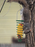 Corn Trapper Spring Squirrel Feeder