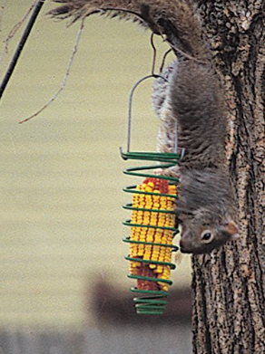 Corn Trapper Spring Squirrel Feeder
