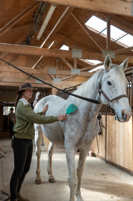 PetKORE GroomRaker: Grooming Tool for Horses