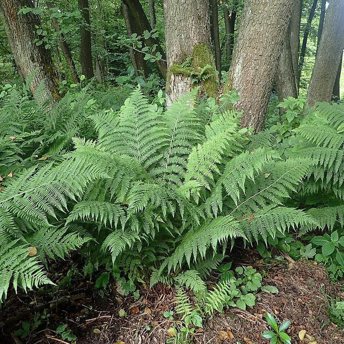 Fern, Lady Fern