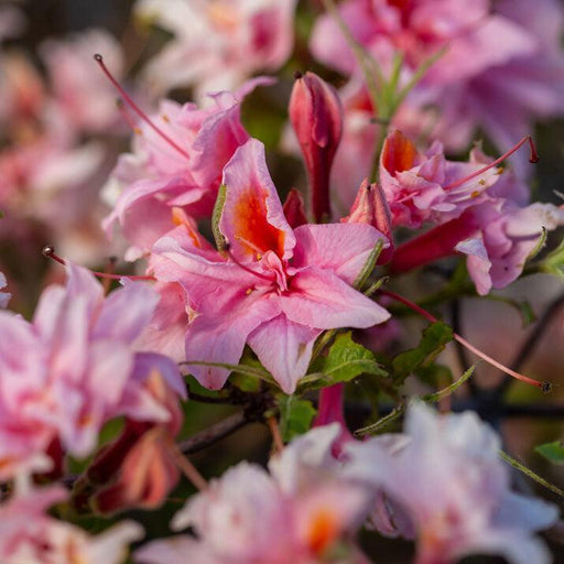 Azalea, First Editions Electric Lights Double Pink Azalea