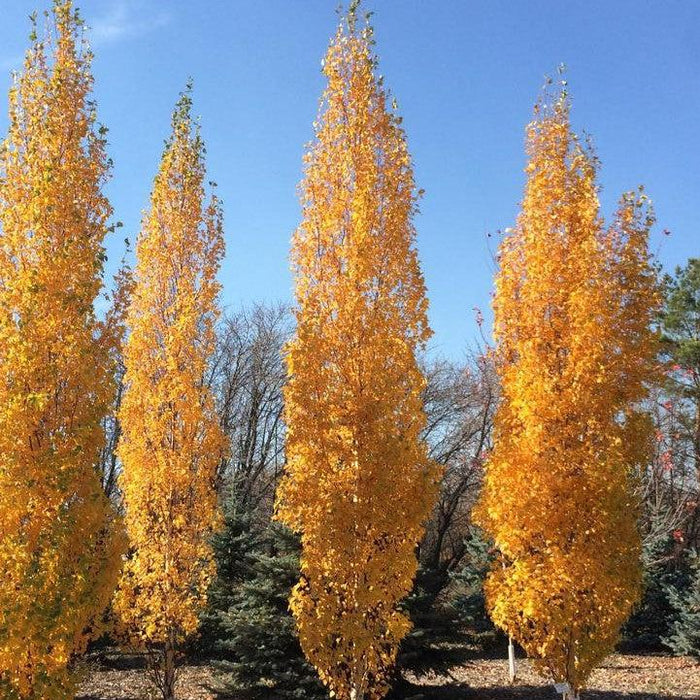 Birch, First Editions® Parkland Pillar® Birch