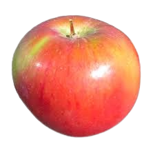 Apple, SnowSweet Apple, 7 gal (5-6 ft)