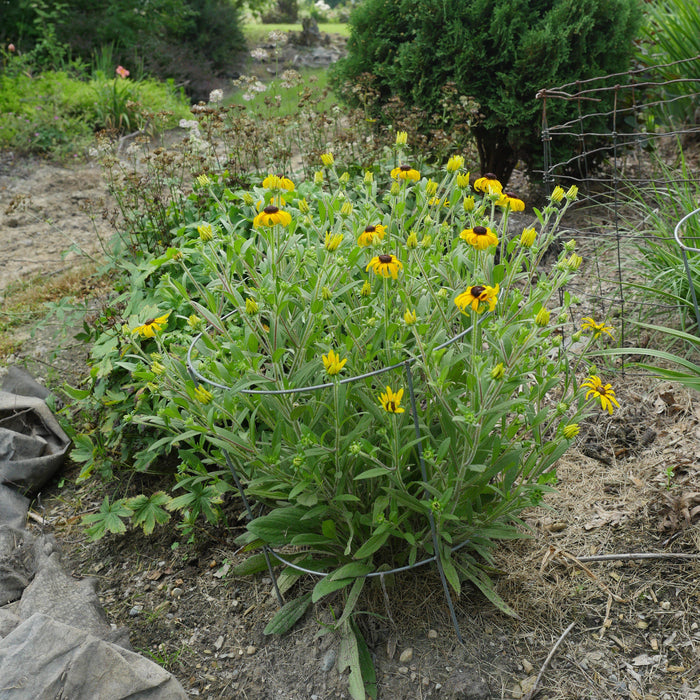 Black Eyed Susan, American Gold Rush Black-Eyed Susan