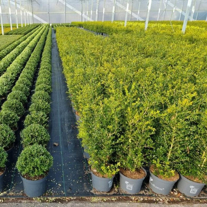 Boxwood, BetterBoxwood® Skylight™ Boxwood