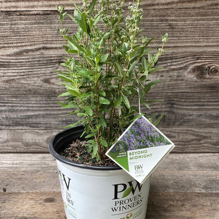 Caryopteris x clandonensis 'CT-9-12'  - Beyond Midnight® Bluebeard