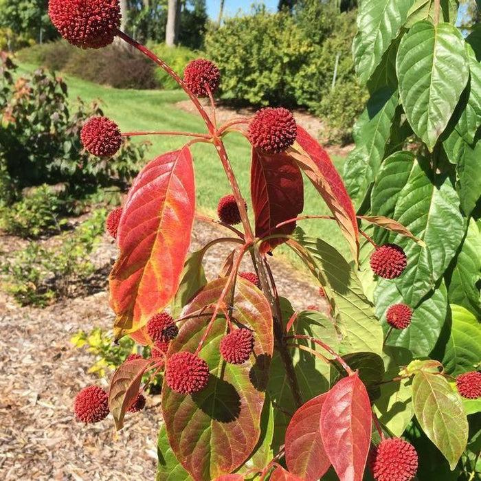 Buttonbush, Crimson Comet™ Buttonbush