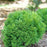 Arborvitae, Tater Tot® Arborvitae