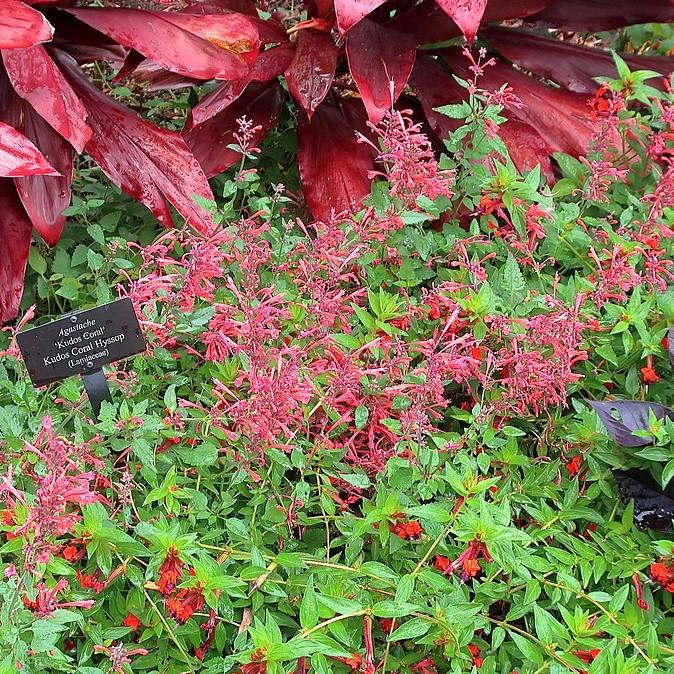 Hyssop, Kudos™ Coral Hummingbird Mint
