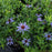 Aster, Raydon's Favorite Aromatic Aster